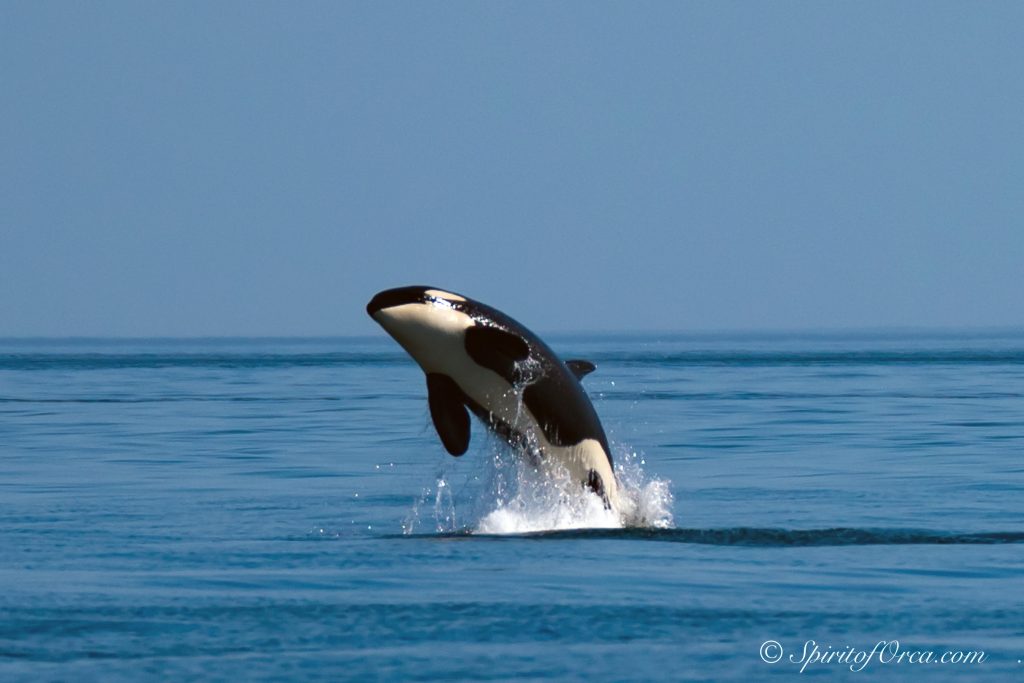 orca - photo credit Ken Rea