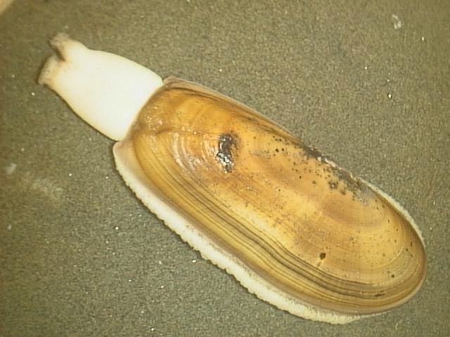 Siliqua patula, a clam native to the Northwest, could become a very special mollusk in Washington. Photo courtesy of Wikipedia Commons. 