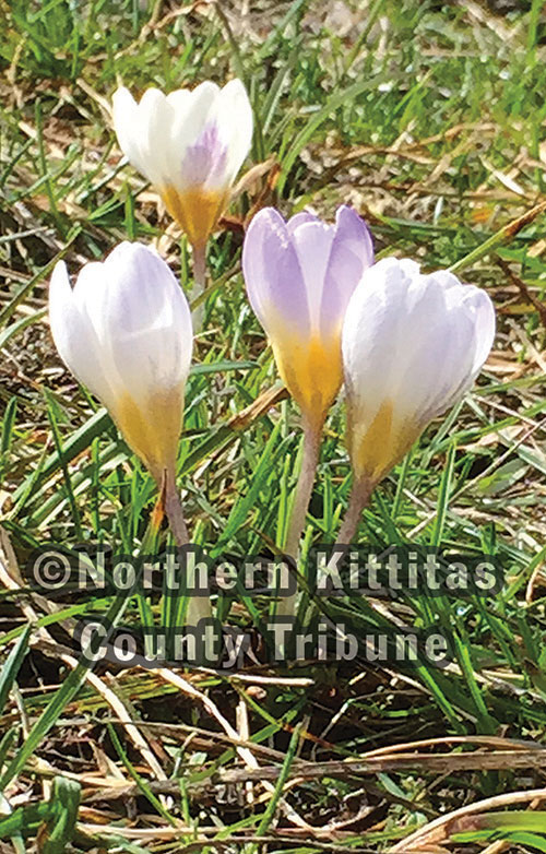 HEADLINES for the week of March 10, 2016 – Northern Kittitas County Tribune