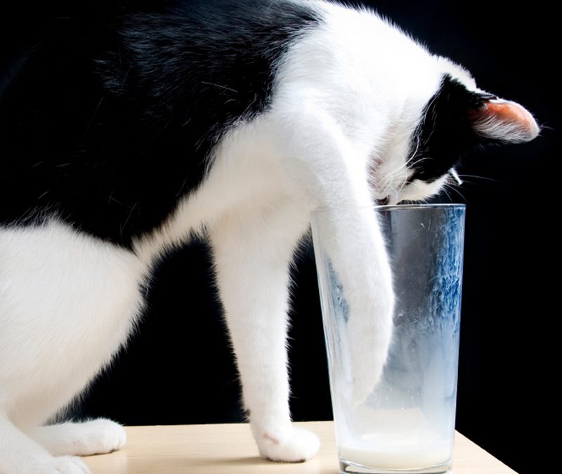 Five Common Misconceptions About Cats Debunked